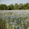 Living in Cedar Park, Texas: Restaurants and Real Estate