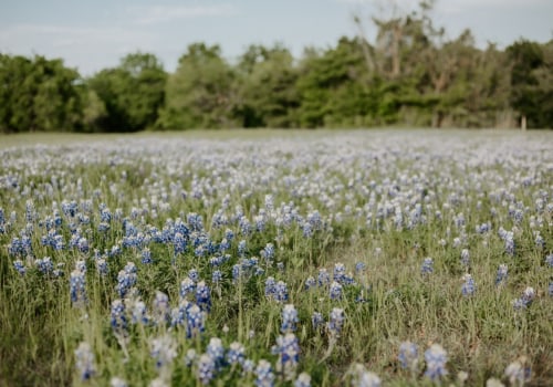 Living in Cedar Park, Texas: Restaurants and Real Estate